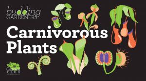 Carnivorous Plants.jpg