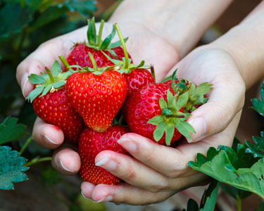 Kids Jacksonville: Strawberry U-Pick Farms - Fun 4 First Coast Kids