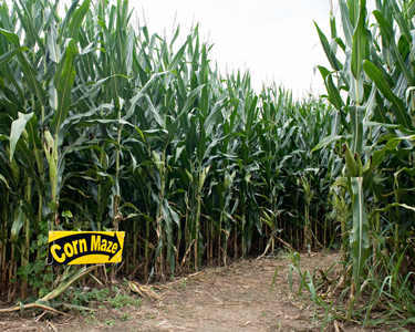 Kids Jacksonville: Corn Mazes and Farm Fun - Fun 4 First Coast Kids