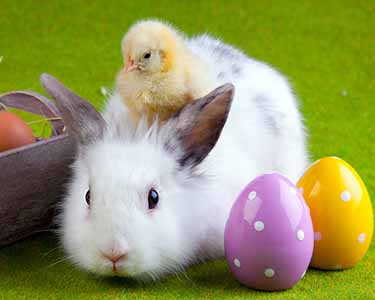 Kids Jacksonville: Easter Bunny Events - Fun 4 First Coast Kids