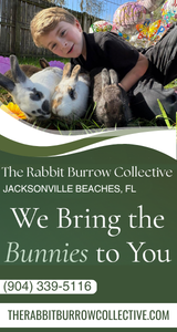 Rabbit Burrow Collective