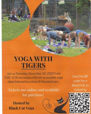 Yoga with Tigers.jpg