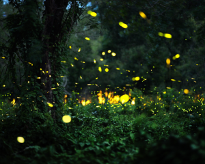 Fireflies.png