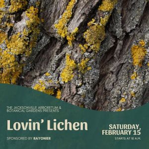 Lichen.jpg