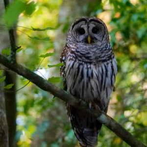 Owl.png