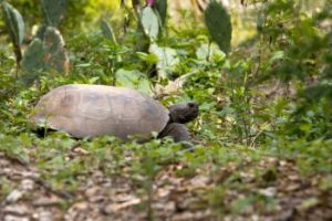Tortoise.jpg