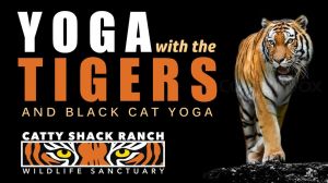 Yoga tigers image.jpg