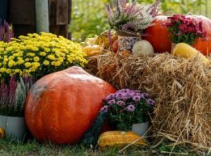 Aboretum Fall Festival.jpg
