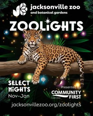 ZOOLights.jpg