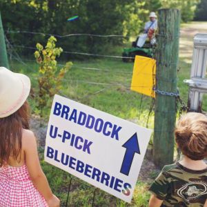 Late May-Early July: Braddock Blueberry Farm