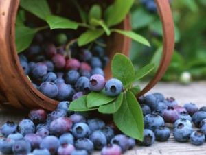 Blueberry and Strawberry U-Pick Farms