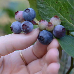 Late May-Early July: Russell Blueberry Farm