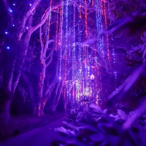 11/25-01/01: Dazzling Nights Presented by Jacksonville Arboretum and Gardens