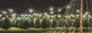 11/29-12/23: A Southern CHRISTmas Tree Farm