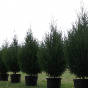 11/28-12/24: BK Cedars Christmas Tree Farm