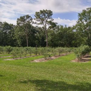 Late May- Late June: Dowless Blueberry Farm