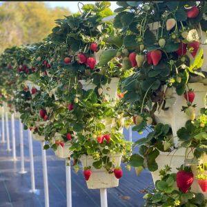 March-June: Hathy's Hilltop Produce Strawberry U-Pick