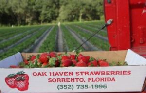 December-March: Oak Haven Farms & Winery