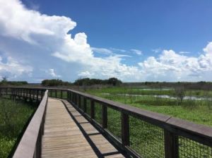 Gainesville- Paynes Prairie Preserve State Park
