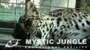 Live Oak- Mystic Jungle