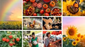 05/09: Wesley Wells Farm Sunflower and Tomato Festival